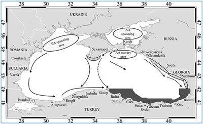Understanding the Impact of Environmental Variability on Anchovy Overwintering Migration in the Black Sea and its Implications for the Fishing Industry
